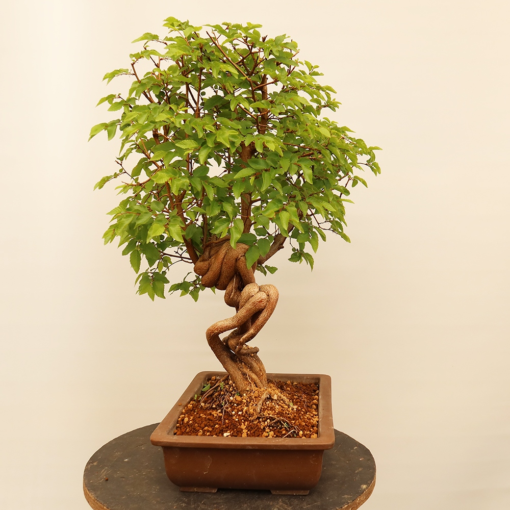 Kültéri bonsai -Carpinus Coreana - Koreai gyertyánfa
