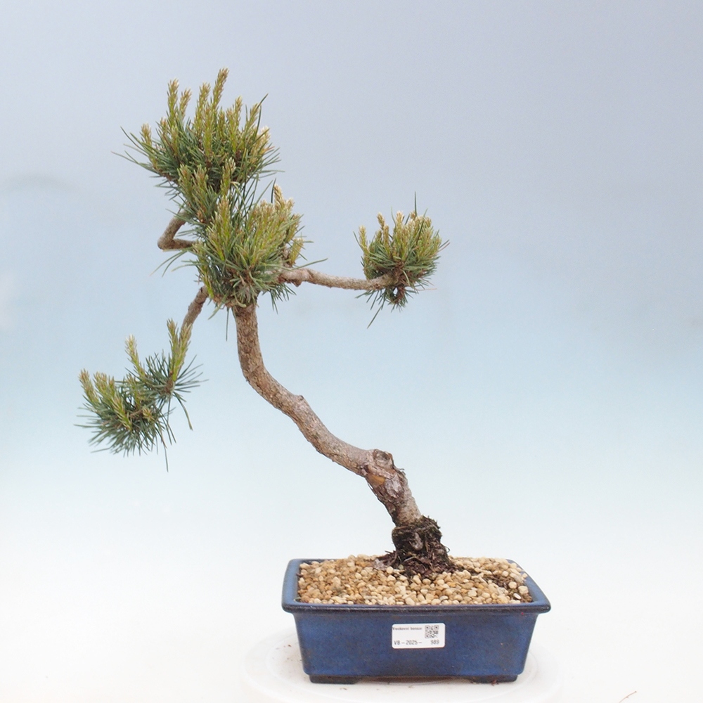 Kültéri bonsai - Pinus Sylvestris Watererri - erdeifenyő