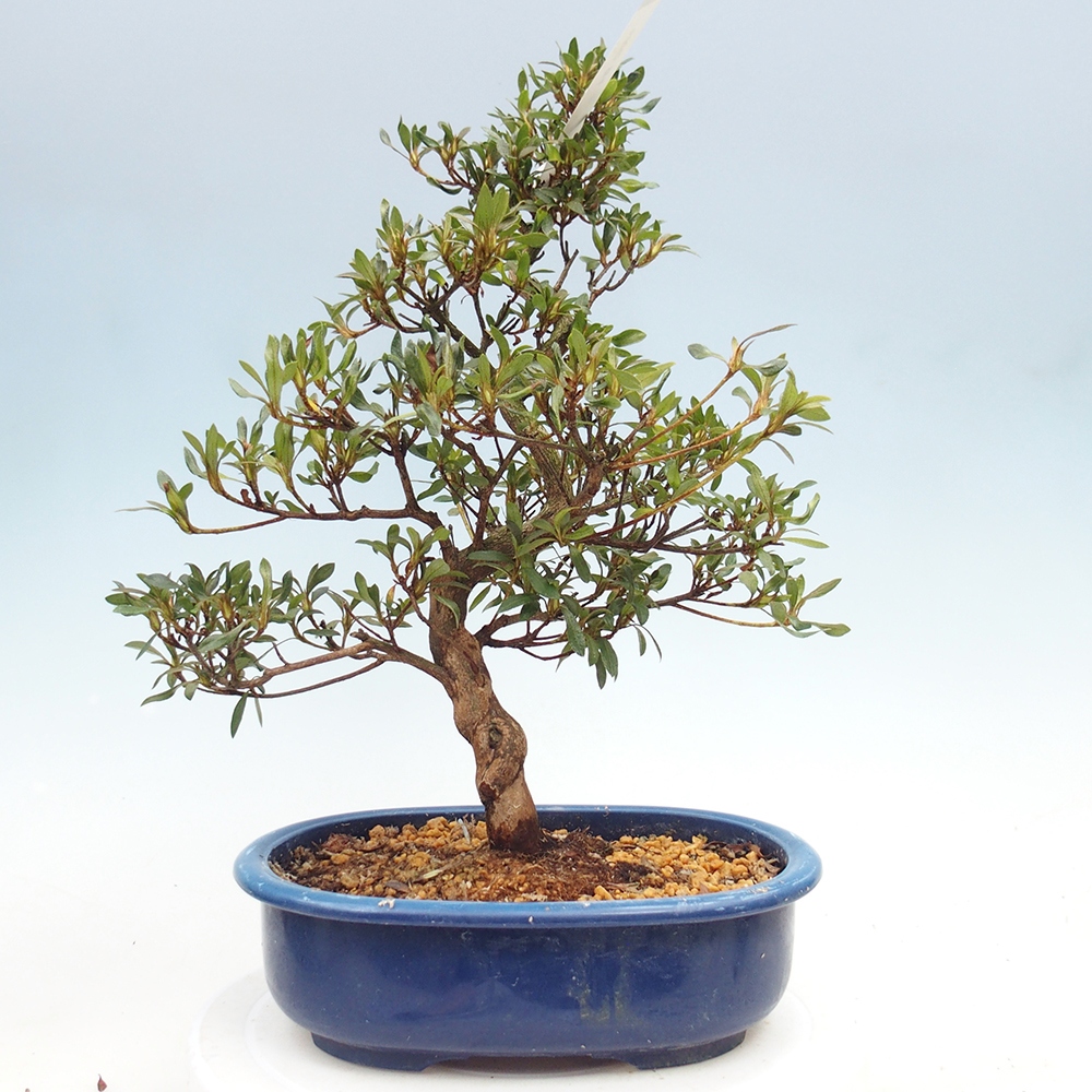 Kültéri bonsai - japán azálea - Azálea CHIHIRO