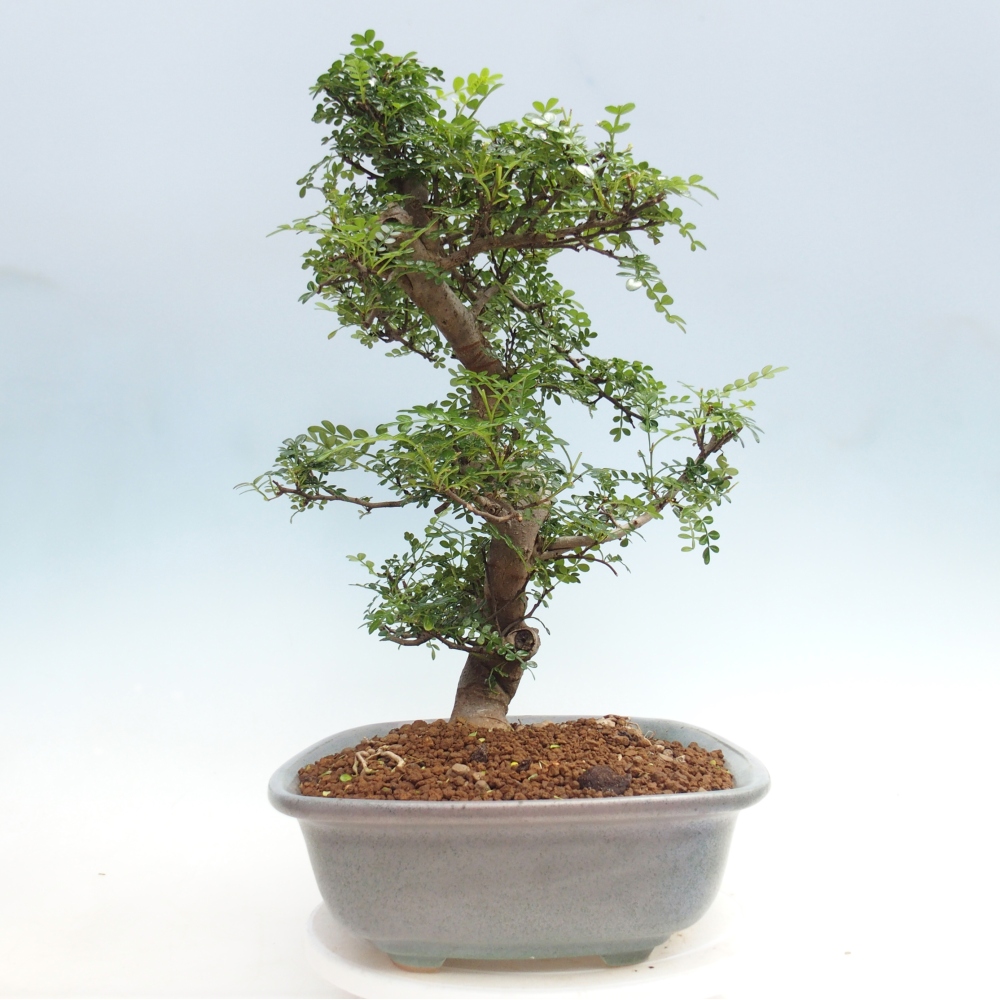 Szobai bonsai - Zantoxylum piperitum - borsfa