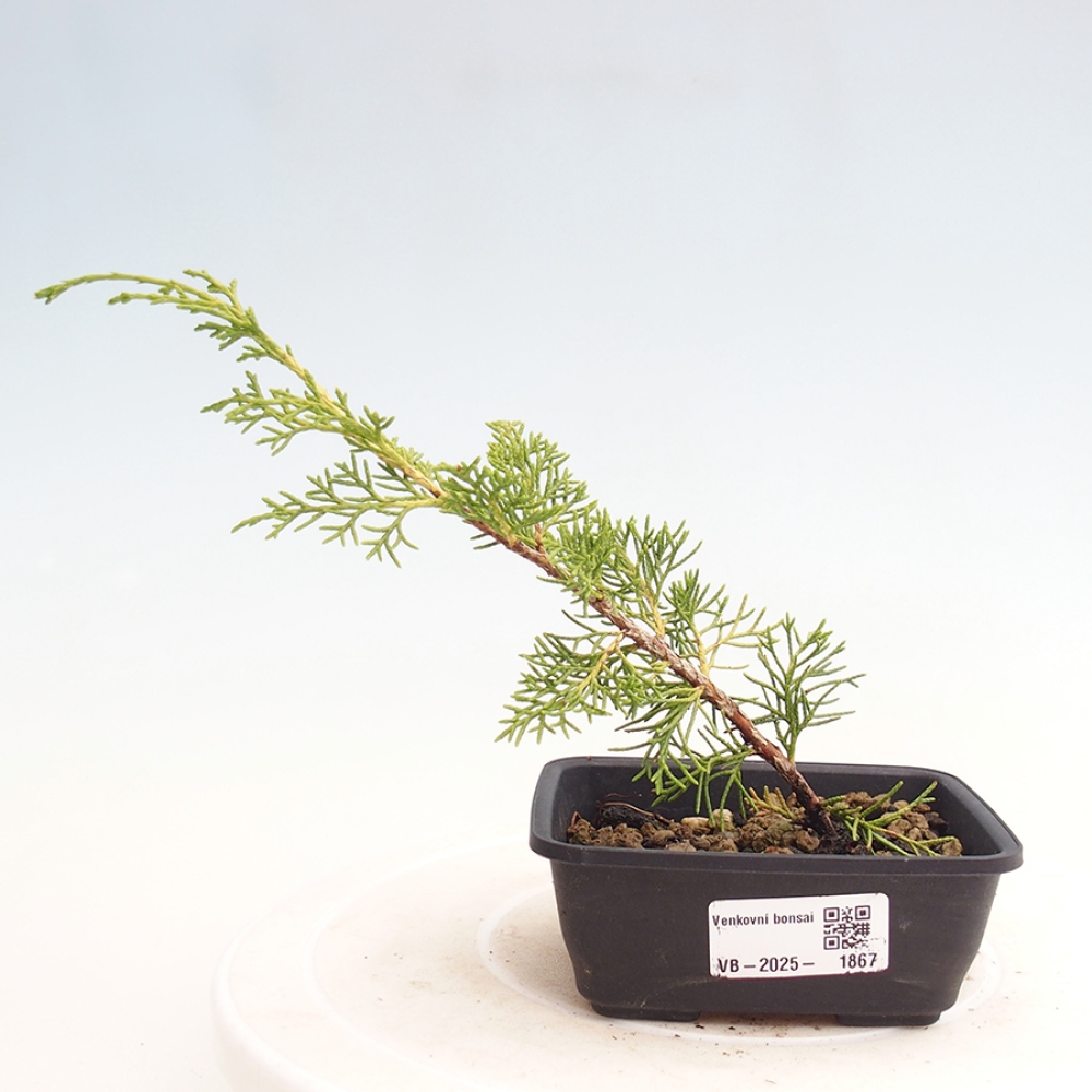 Kültéri bonsai - Juniperus chinensis Itoigawa