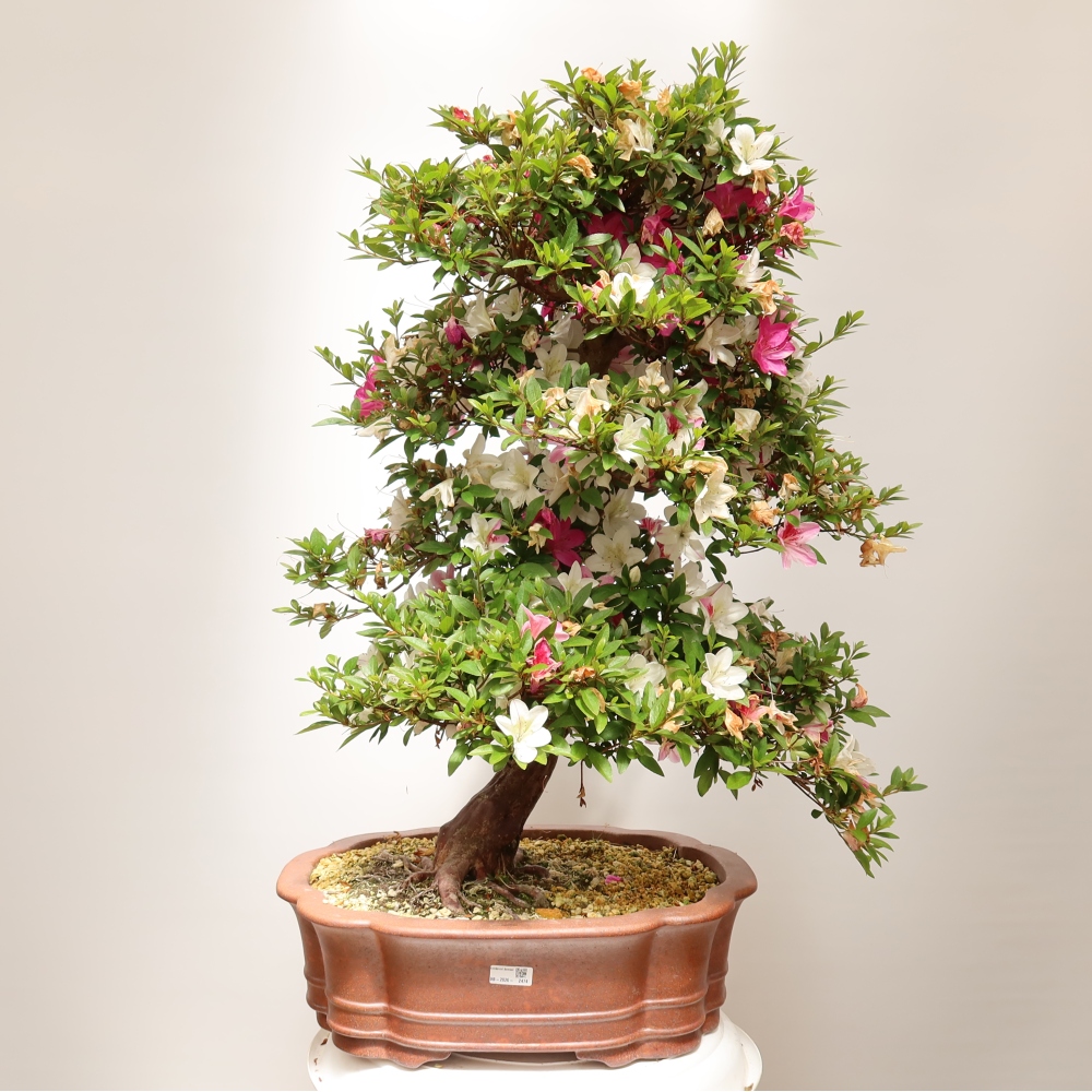 Kültéri bonsai - Japán azálea - Azalea Shunen