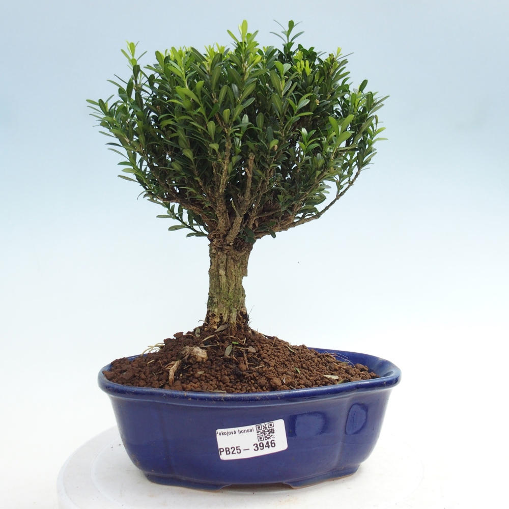 Szobai bonsai - Buxus harlandii - parafa buxus