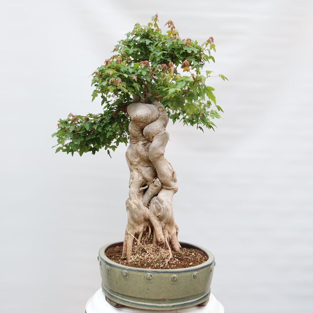 Kültéri bonsai - Juhar Burger - Acer Burgerianum
