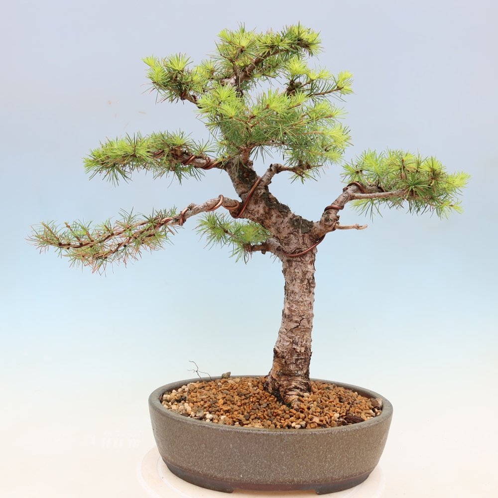 Kültéri bonsai - Larix decidua - vörösfenyő