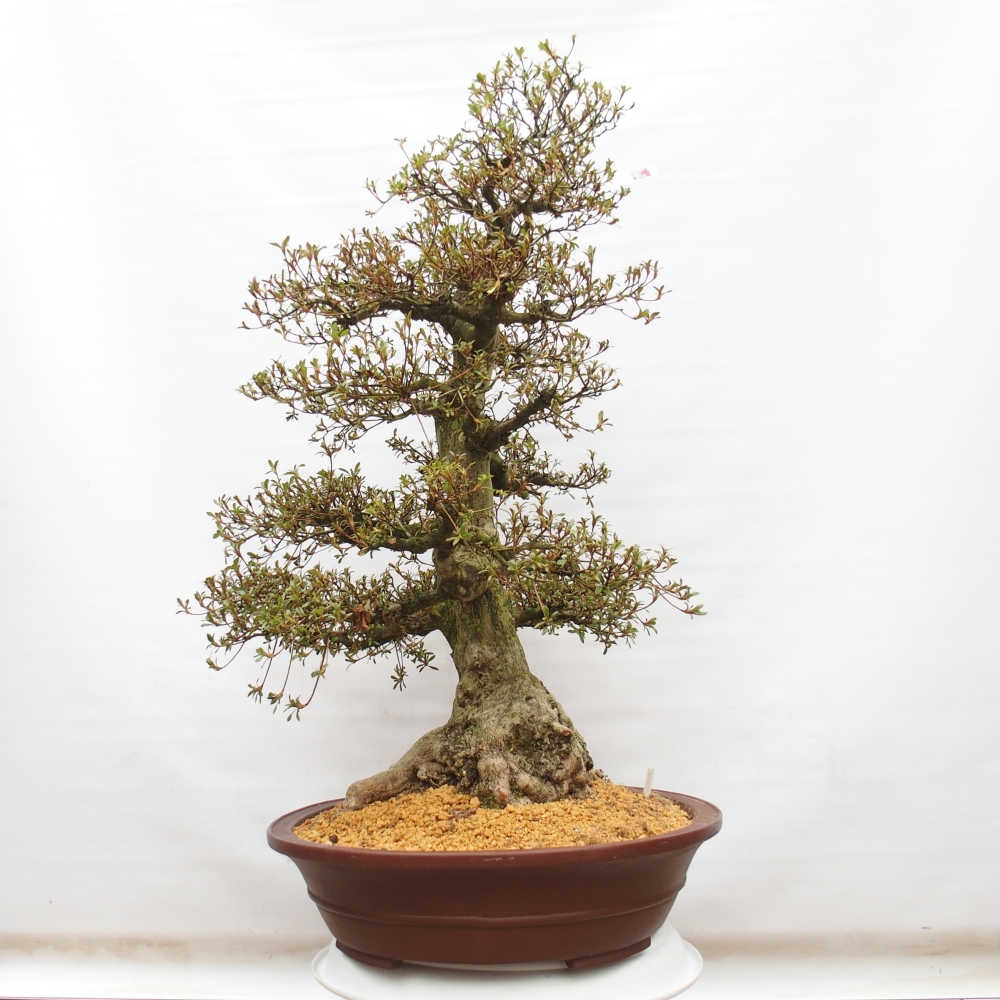 Kültéri bonsai - Japán azálea - Azálea Kinu-no-Hikari