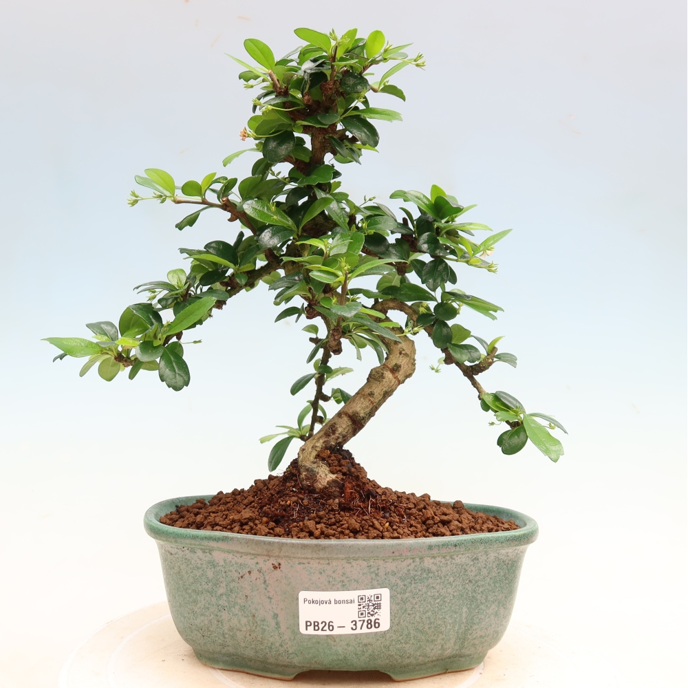 Szobai bonsai - Carmona macrophylla - Tea fuki