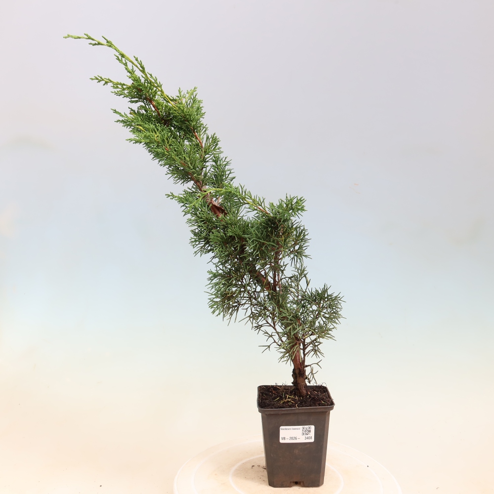 Kültéri bonsai - Juniperus chinensis Kishu