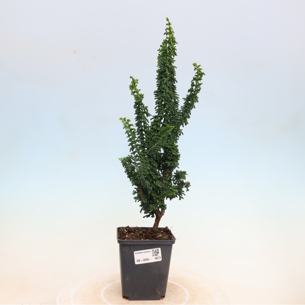 Kültéri bonsai - Cham. obtusa SEKKA HINOKI - Cifra ciprus