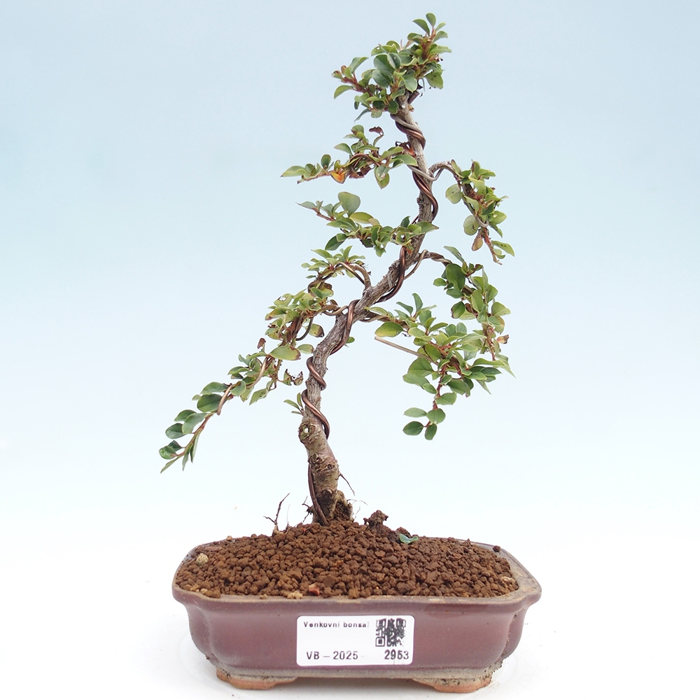 Kültéri bonsai - Cotoneaster horizontalis - Rocky Mountain