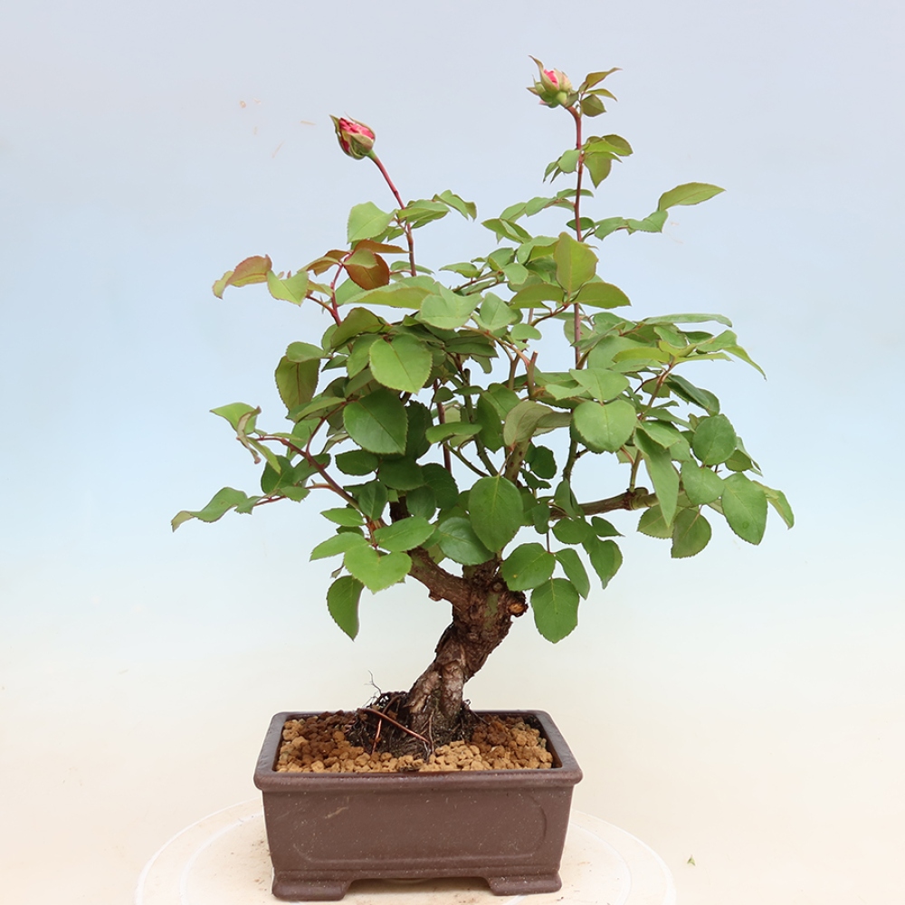 Kültéri bonsai - Rosa Kordes - rózsa