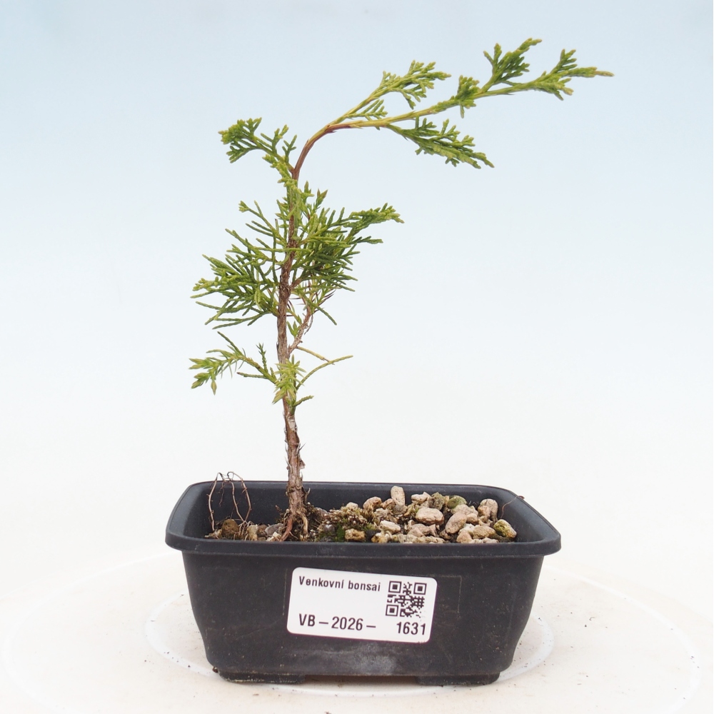 Kültéri bonsai - Juniperus chinensis Itoigawa