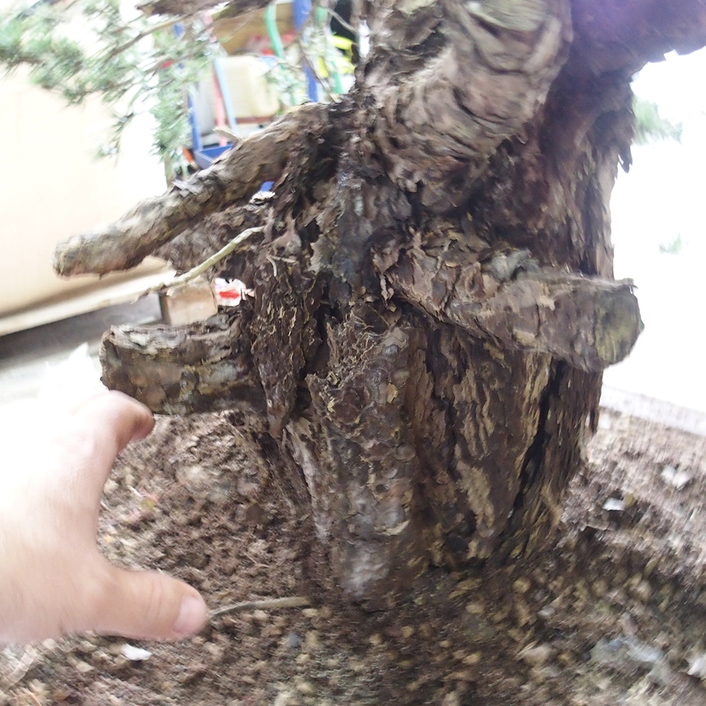 Yamadori - Pinus sylvestris