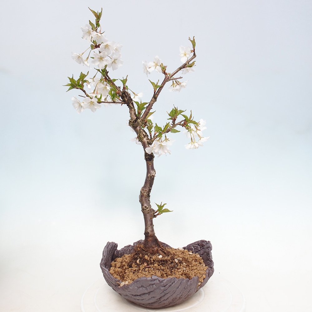 Kültéri bonsai - Prunus incisa Kojou-no mai-Plivon kivágva
