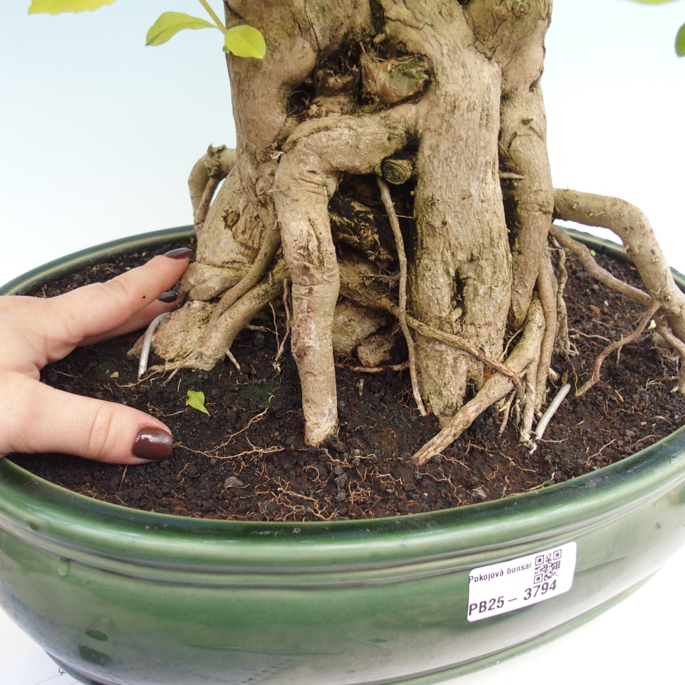 Szobai bonsai - Duranta erecta Aurea - CSAK SZEMÉLYES Begyűjtés vagy raklapos szállítás