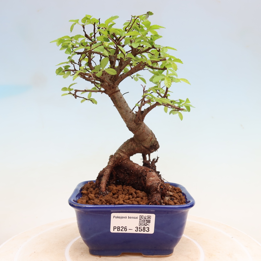 Szobai bonsai - Ulmus parvifolia - Kislevelű szilfa