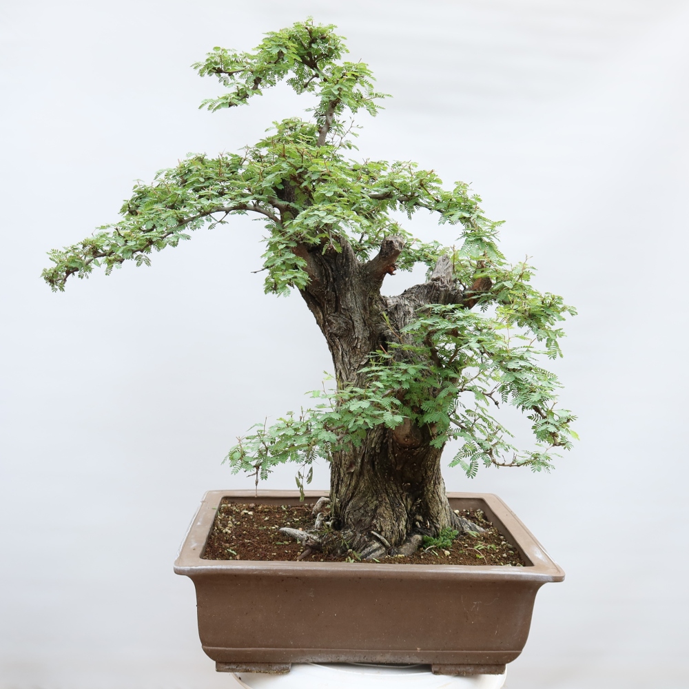 Szobai bonsai - Acacias Arabica