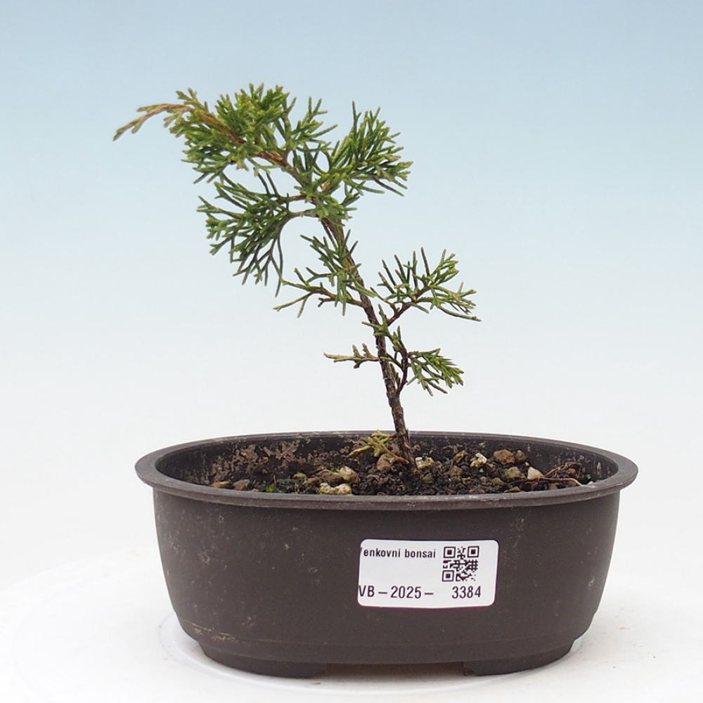 Kültéri bonsai - Juniperus chinensis Itoigawa