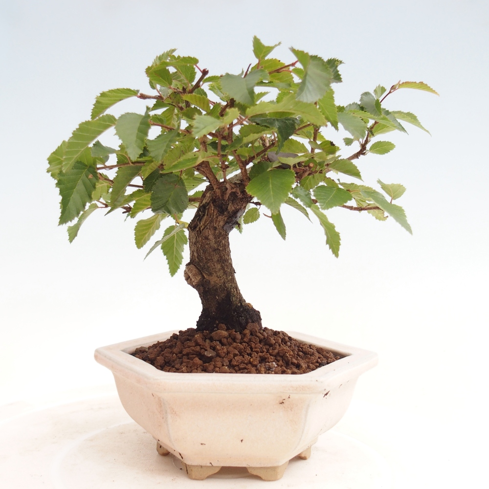Kültéri bonsai -Carpinus CARPINOIDES - Koreai gyertyánfa