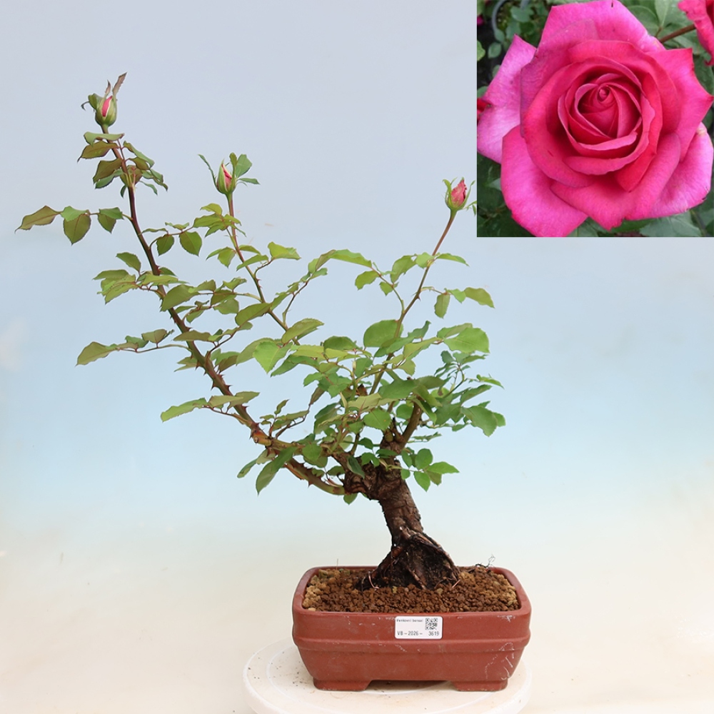Kültéri bonsai - Rosa Kordes - rózsa