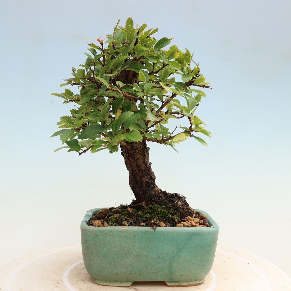 Kültéri bonsai - Zelkova - Zelkova NIRE