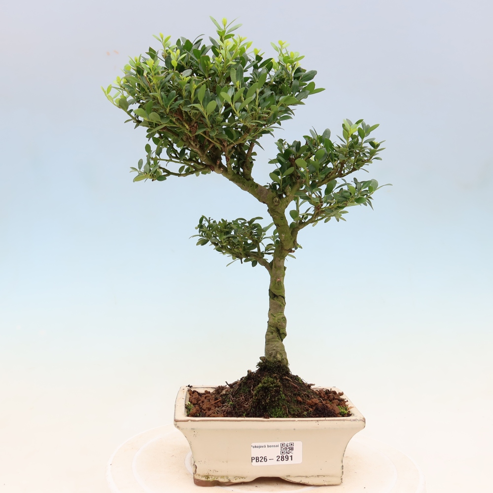 Szobai bonsai - Ilex crenata - Holly