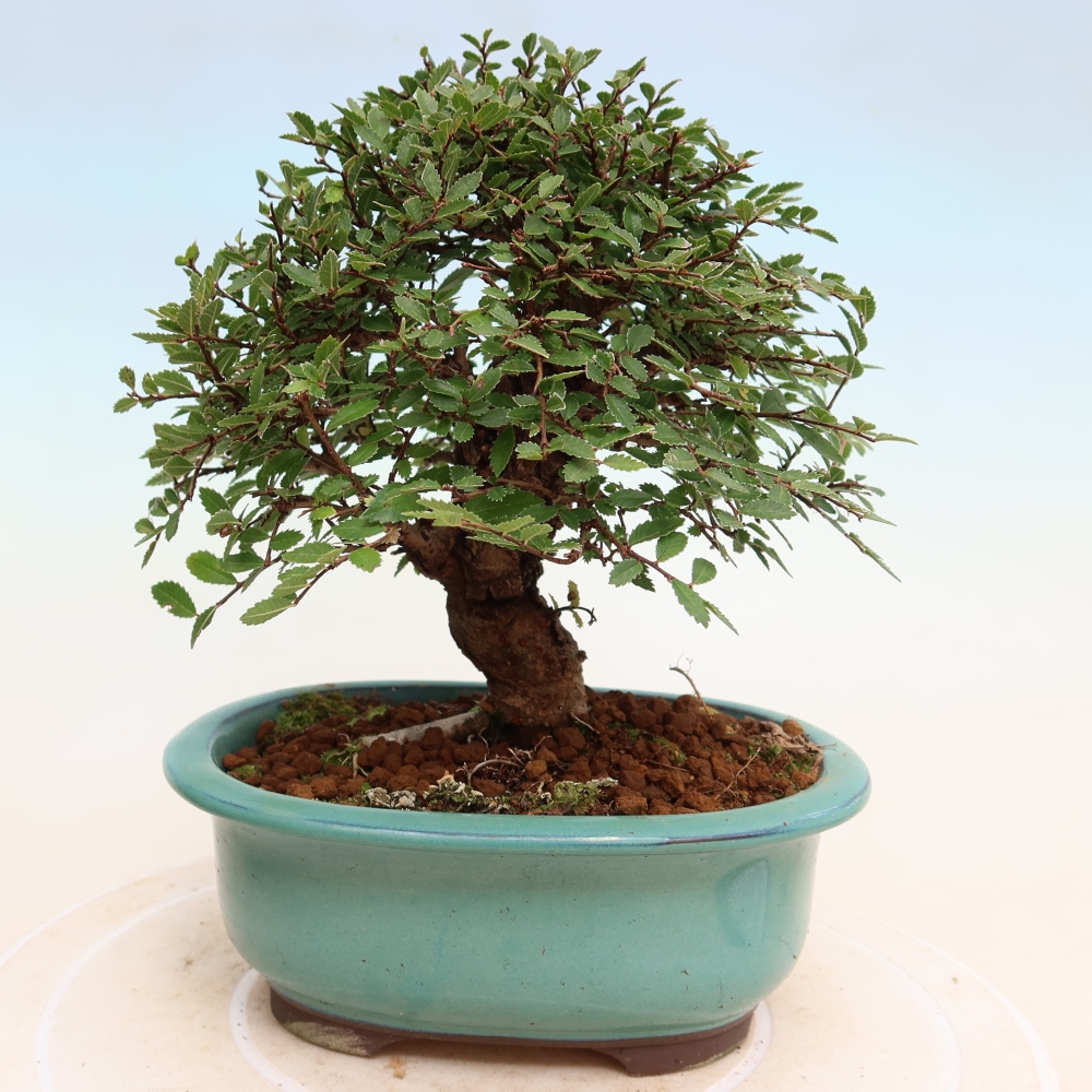 Kültéri bonsai - Zelkova - Zelkova NIRE