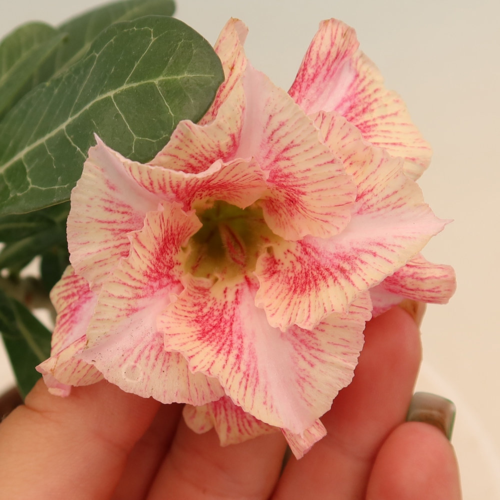 Szobabonsai – Adenium obesum, V.F.S.277-es oltvány – Sivatagi rózsa