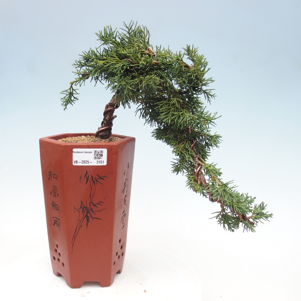 Kültéri bonsai - Juniperus chinensis Kishu
