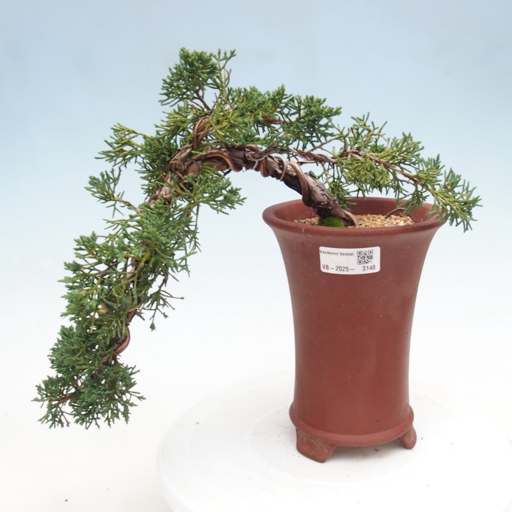 Kültéri bonsai - Juniperus chinensis Kishu
