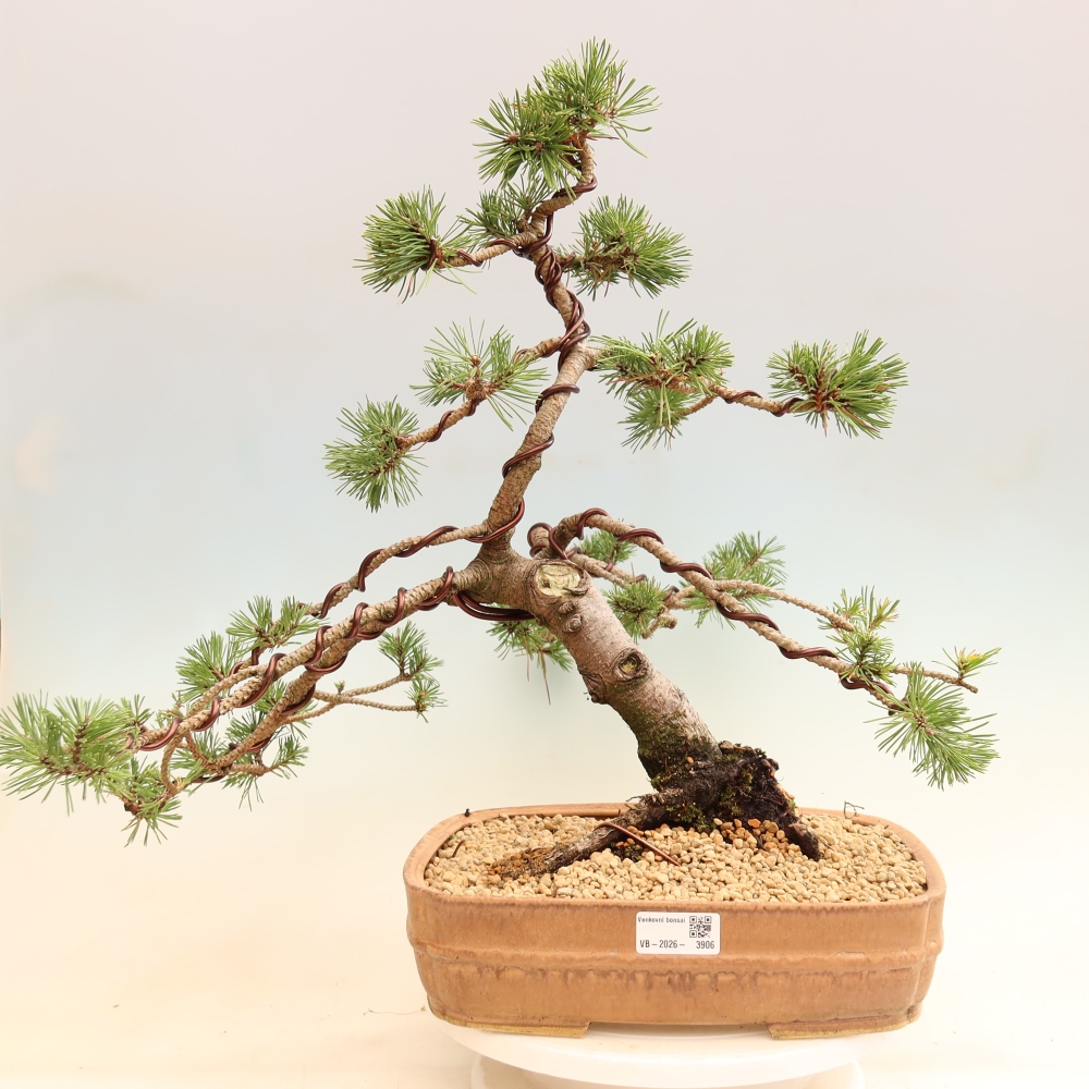 Kültéri bonsai – Pinus mugo Humpy – Törpefenyő