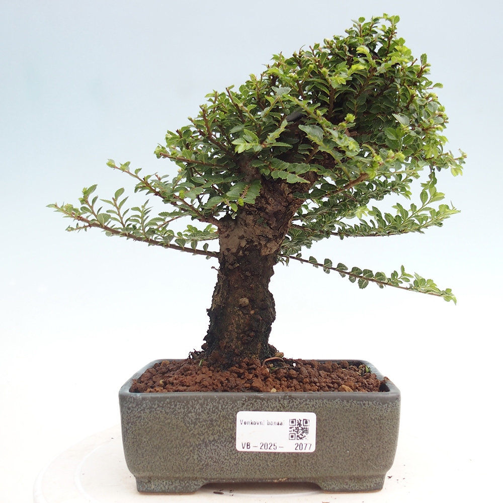 Kültéri bonsai - Ulmus parvifolia Hokkaido - Kínai szil - Ulmus parvifolia Hokkaido