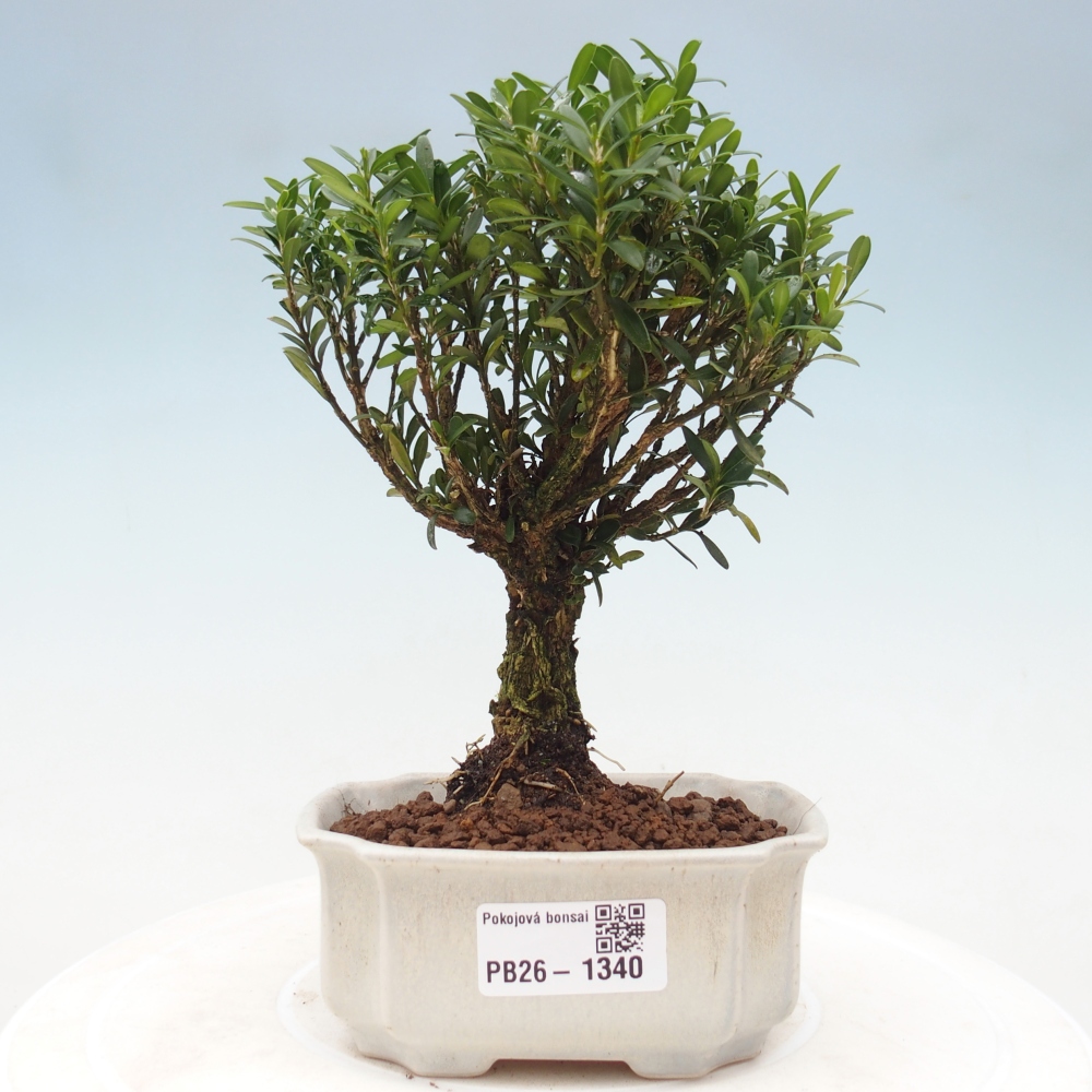 Szobai bonsai - Buxus harlandii - parafa buxus