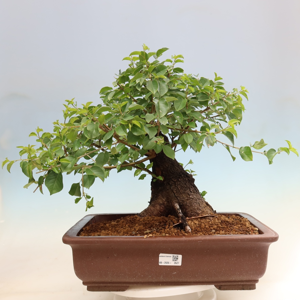 Kültéri bonsai - Mahalebka - Prunus mahaleb - Prunus mahaleb
