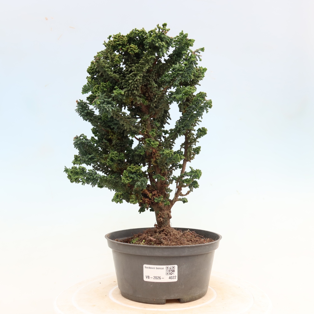 Kültéri bonsai - Cham. obtusa SEKKA HINOKI - Cifra ciprus