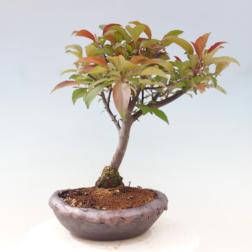 Kültéri bonsai -Malus domestica - Kis gyümölcsű piros levelű almafa