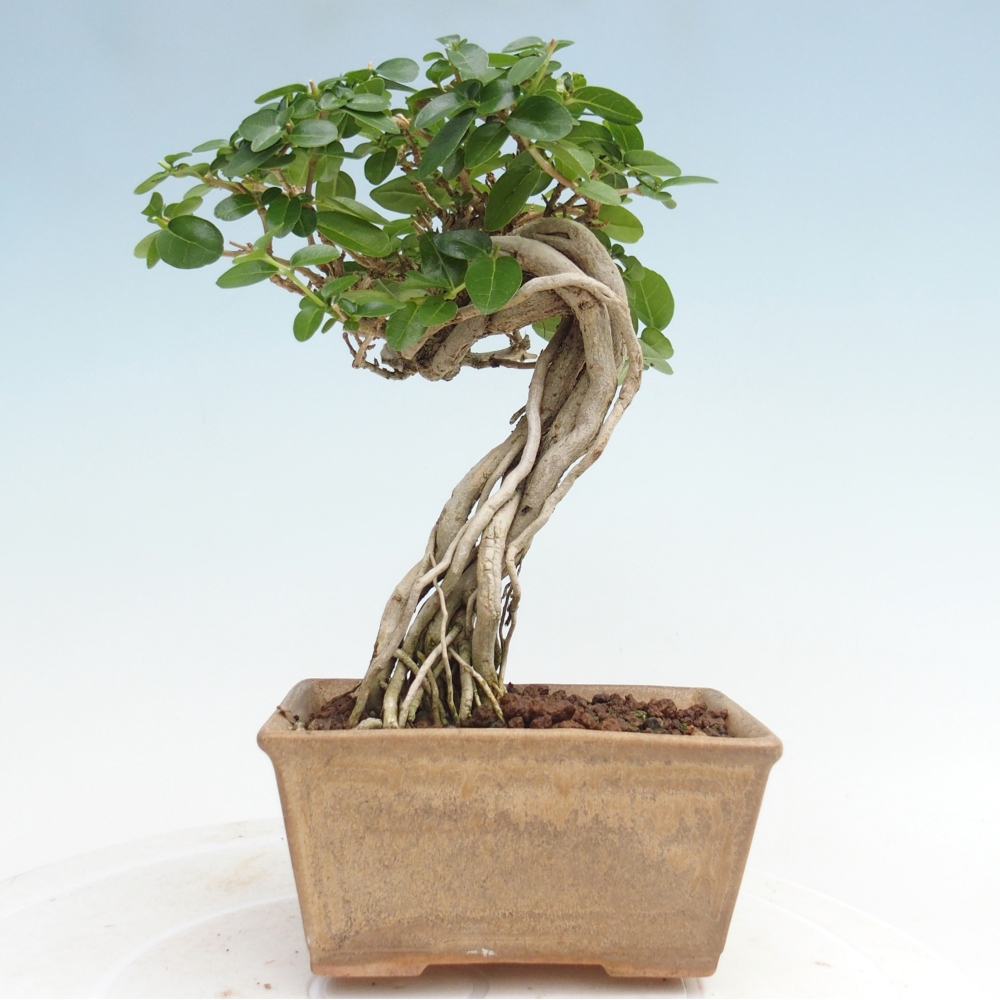 Beltéri bonsai - Premna serratifolia - Kozlovna malolista