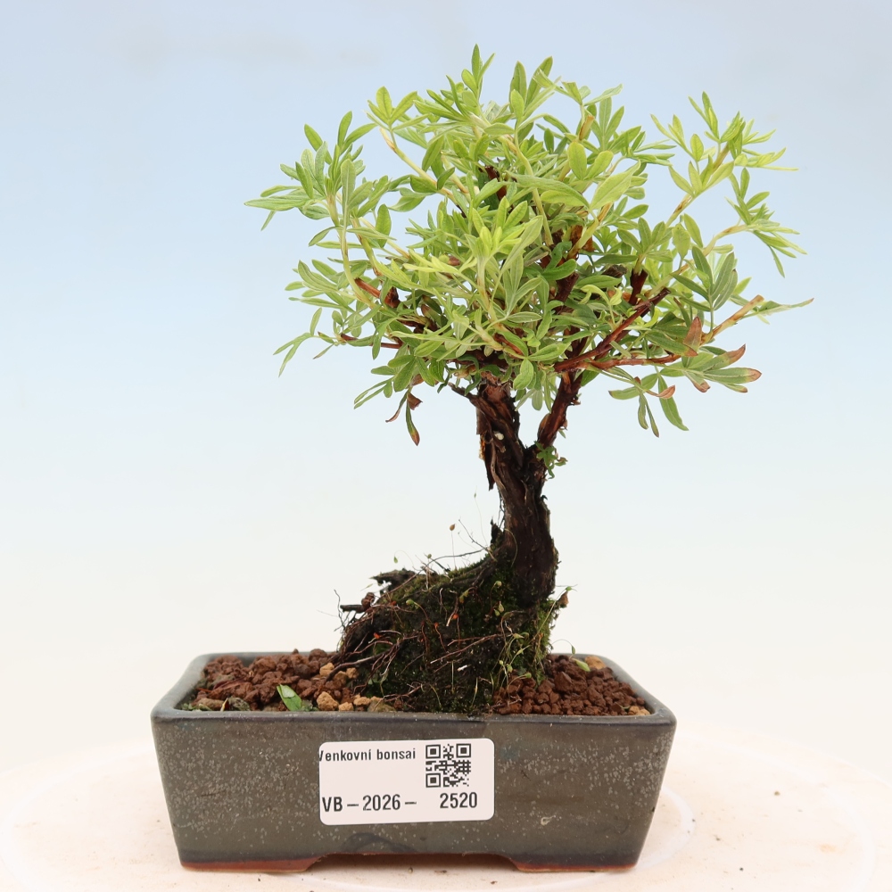 Kültéri bonsai - Potentila fruticosa