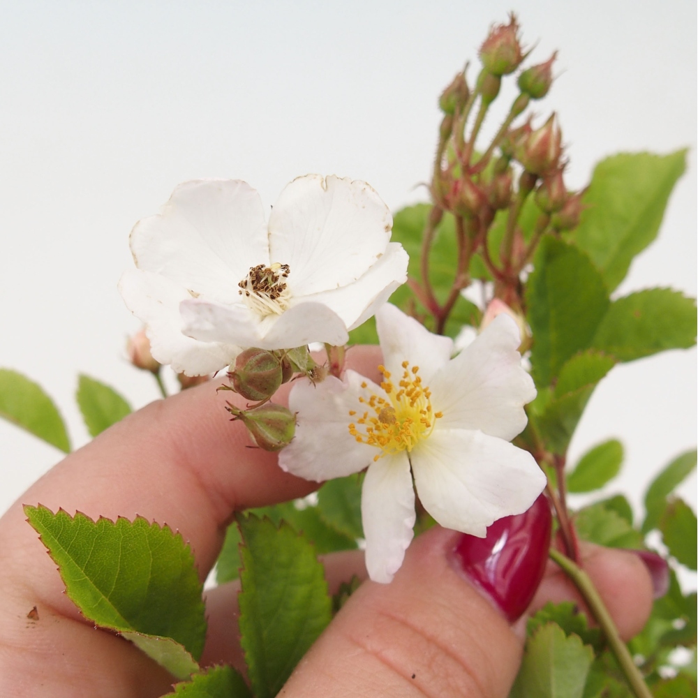 Kültéri bonsai - Rosa sp. - kisvirágú rózsa