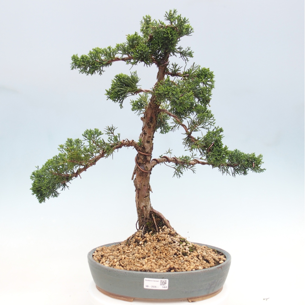 Kültéri bonsai - Juniperus chinensis Kishu