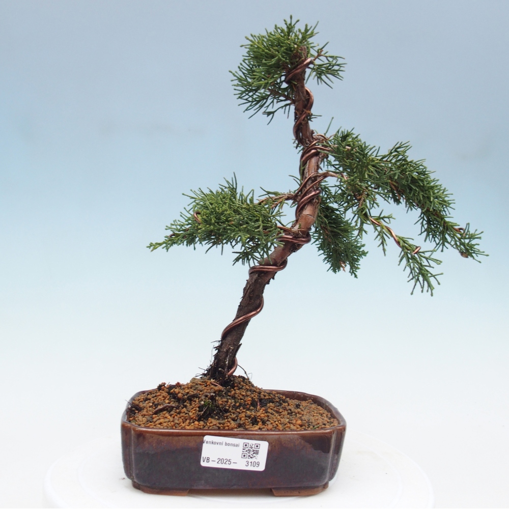 Kültéri bonsai - Juniperus chinensis Kishu