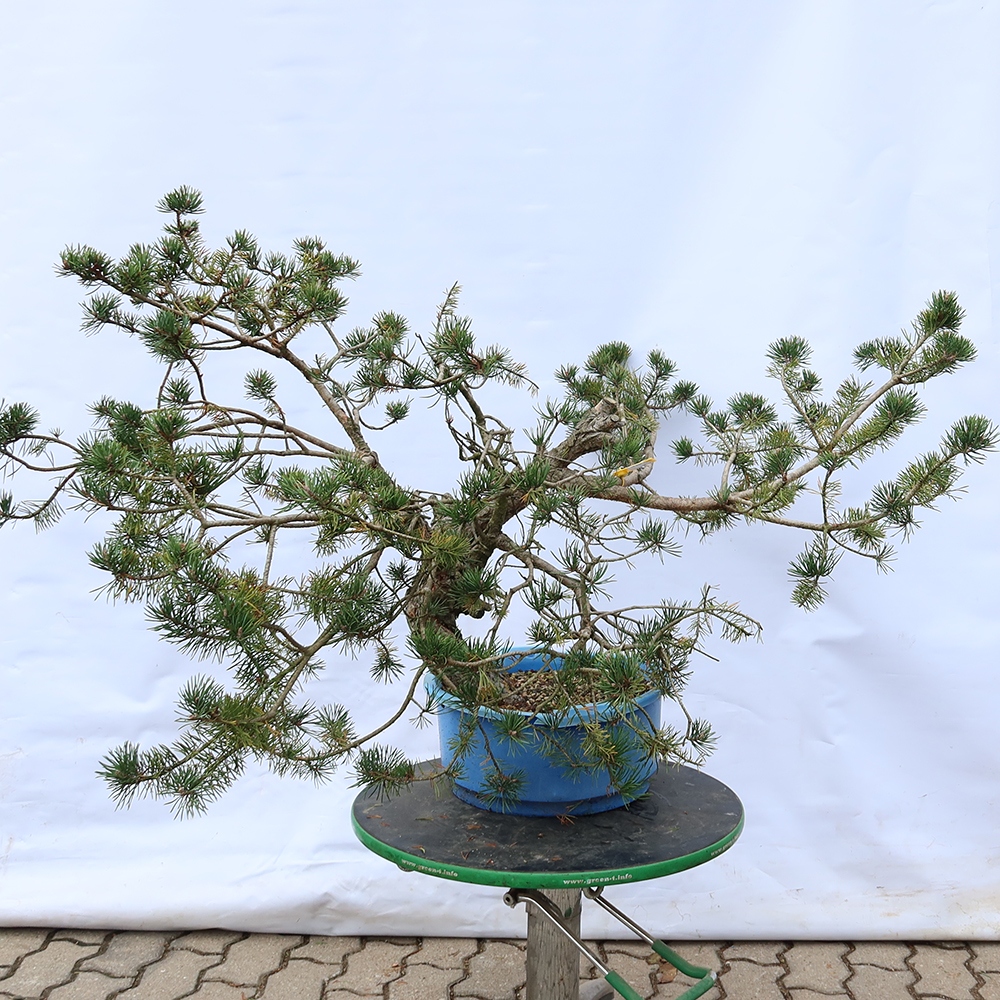 Pinus sylvestris Spanyolország – erdei fenyő
