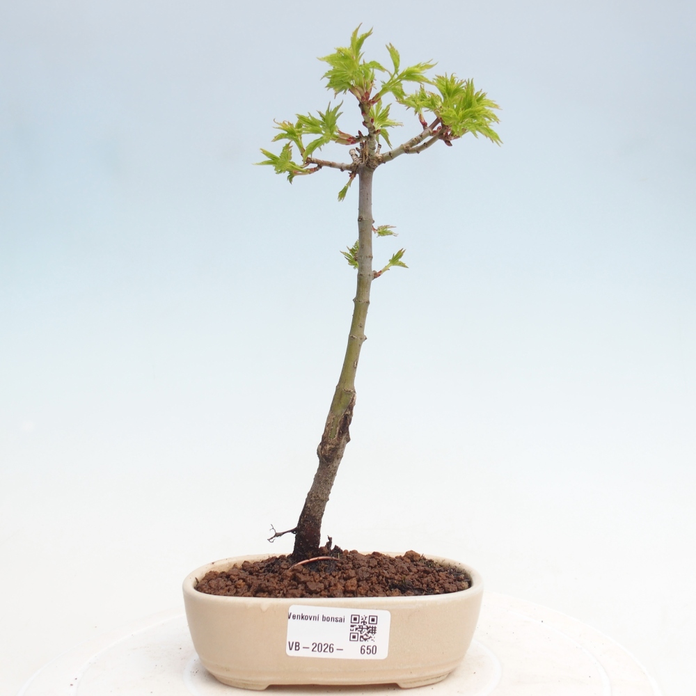 Kültéri bonsai - Acer palmatum SHISHIGASHIRA- Kislevelű juhar