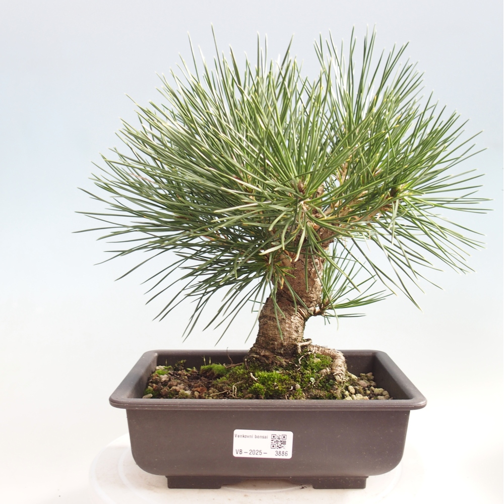 Kültéri bonsai - Pinus thunbergii - Thunberg fenyő