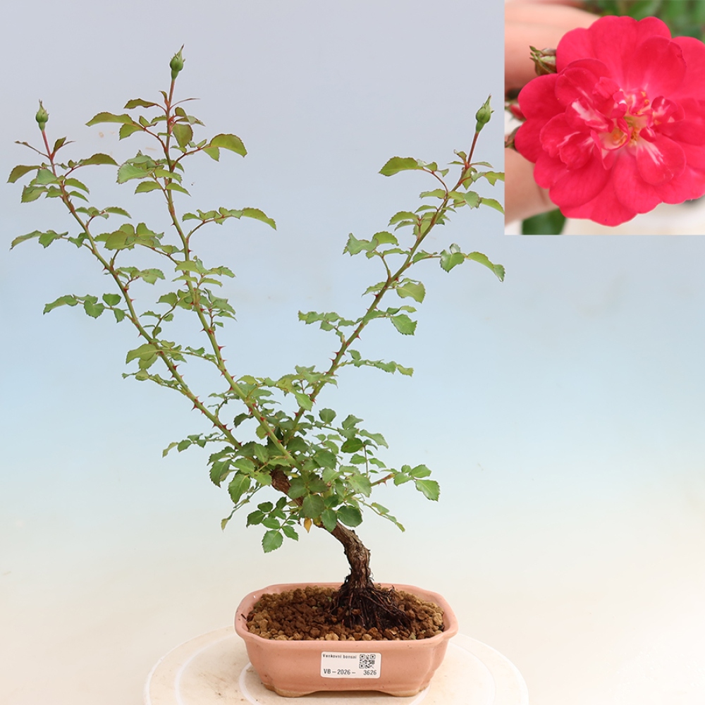 Kültéri bonsai - Rosa Kordes - rózsa