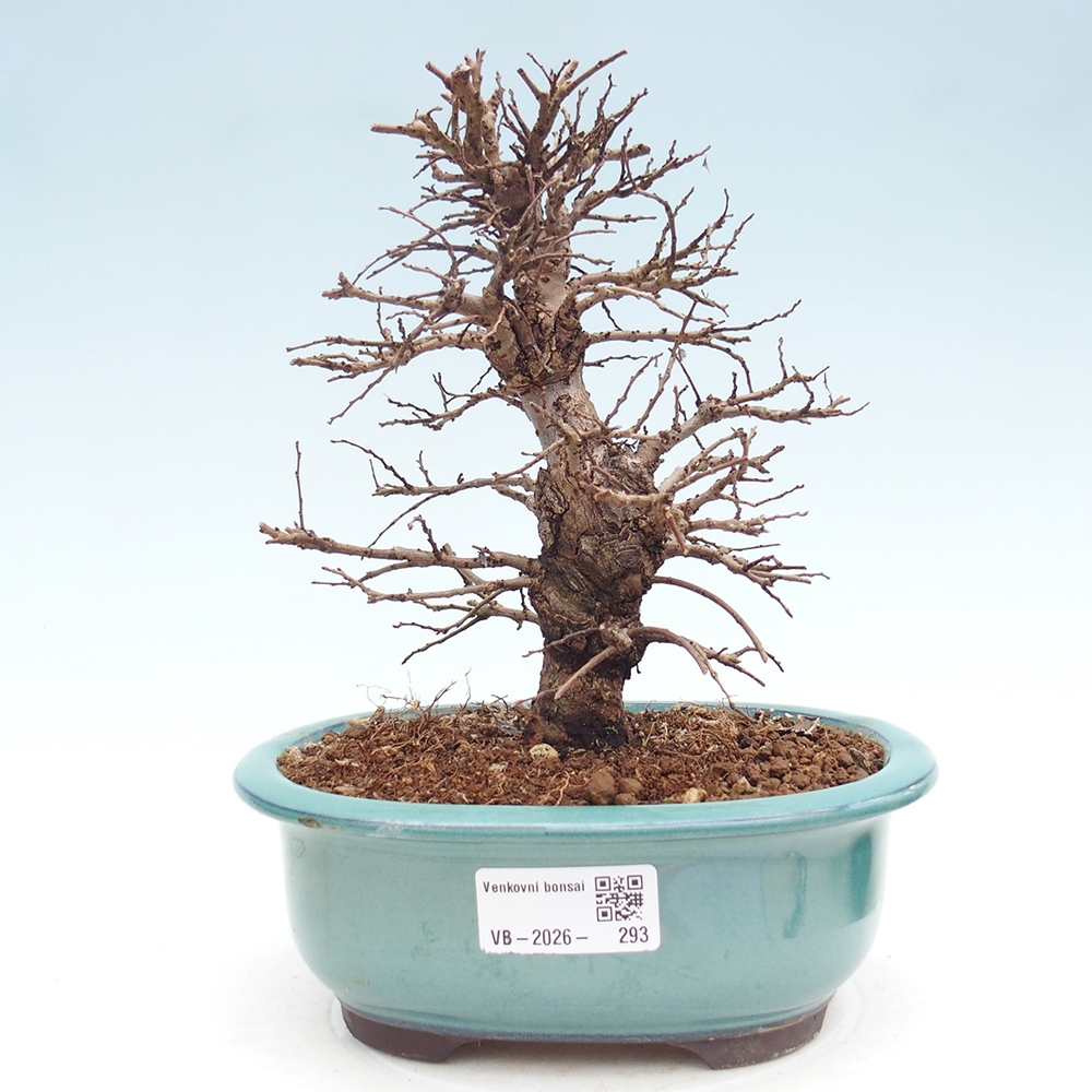 Kültéri bonsai - Zelkova - Zelkova NIRE