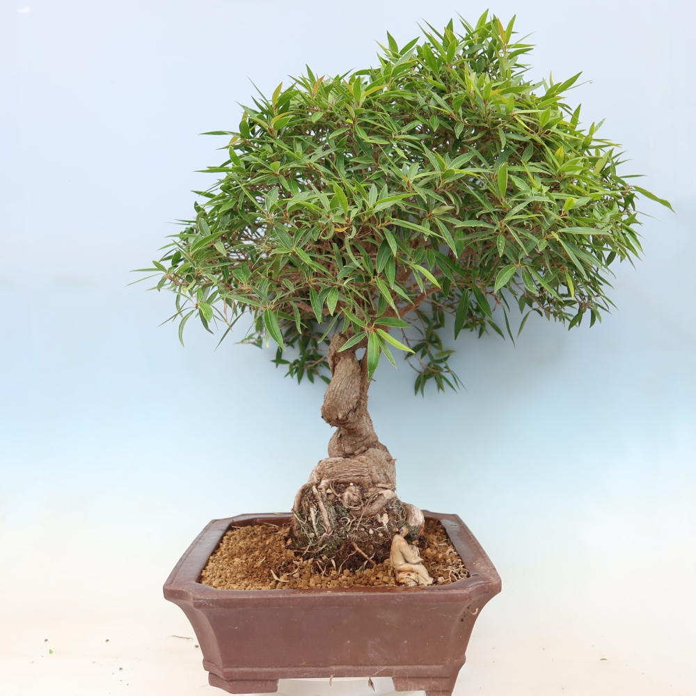 Szobai bonsai - Ficus nerifolia - kislevelű fikusz
