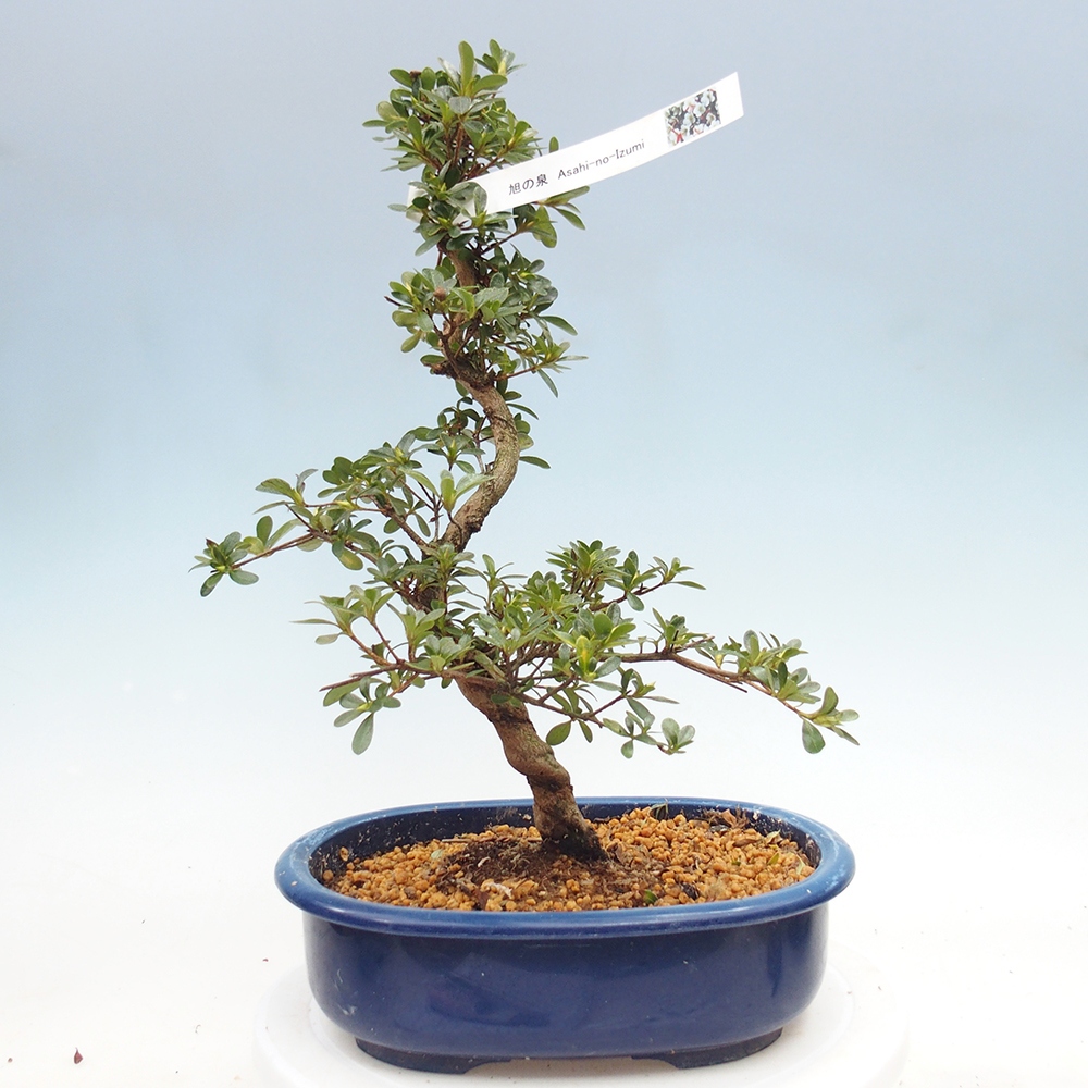 Kültéri bonsai - Japán azálea - Azálea Asahi-no-izumi