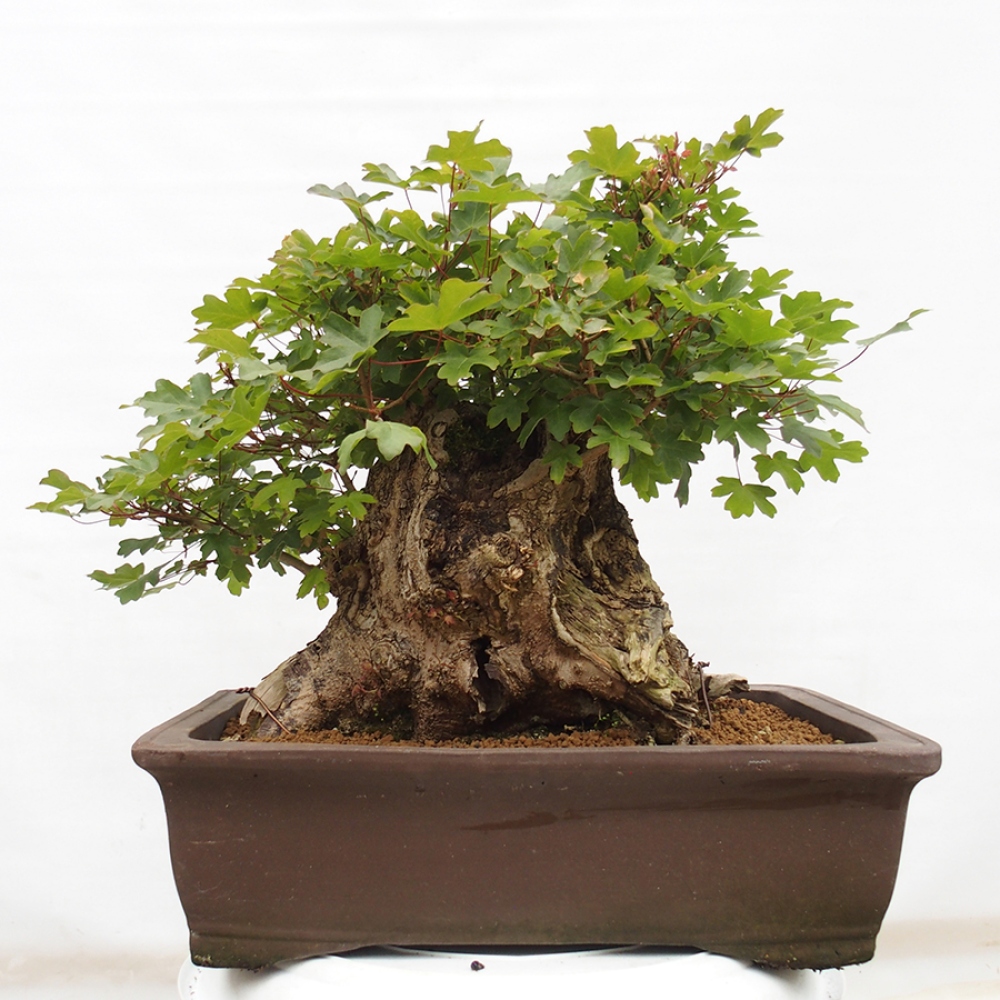 Kültéri bonsai - Francia juhar - Acer Nonspessulanum