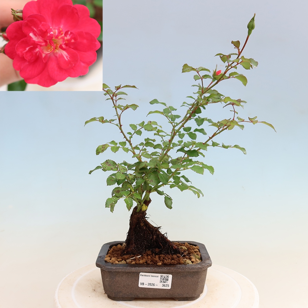 Kültéri bonsai - Rosa Kordes - rózsa